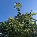Quinta Ivonne אכסניה
