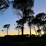 Quinta Ivonne *