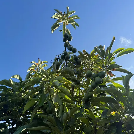 Quinta Ivonne אכסניה