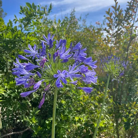 אכסניה Quinta Ivonne