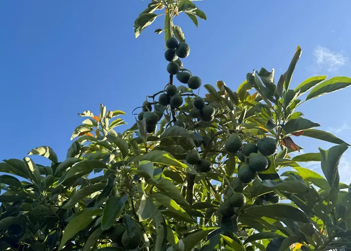 Quinta Ivonne אכסניה